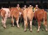Lot Allemand Eurosimmental
