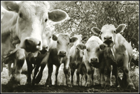 galerie-simmental