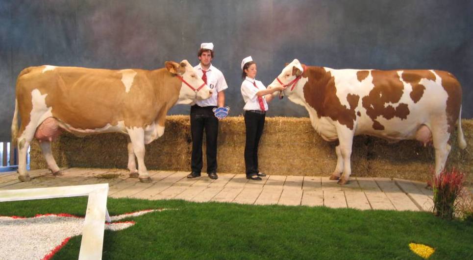 cournon2011