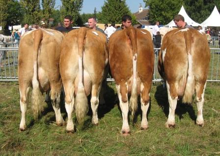 montigny_2011_lot_annette