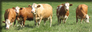 simmental-pub