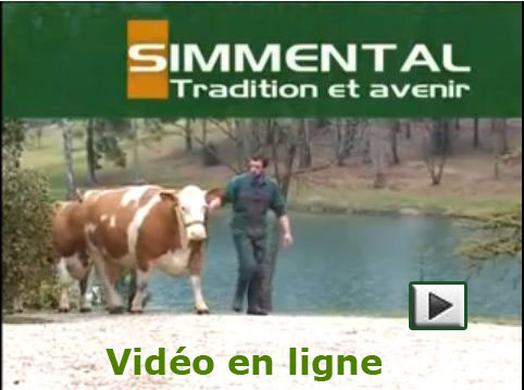 simmental