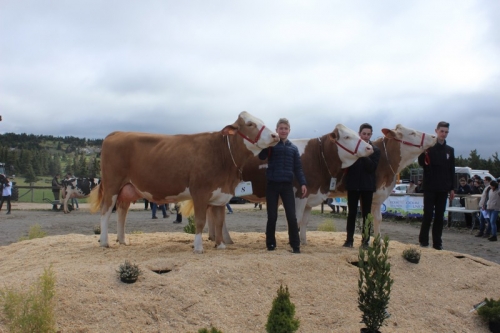 Miss Laitière Aumont-Aubrac