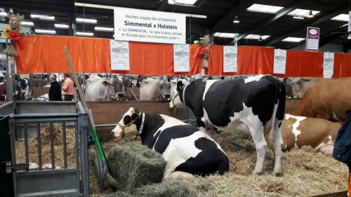 Répondez à l'enquête croisement Simmental