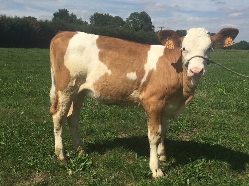 Gagnez une génisse Simmental !!!