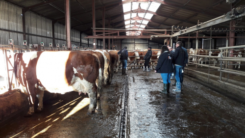 Formation de juge Simmental