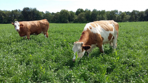 Une sécurité d'approvisionnement grâce au groupement de producteurs