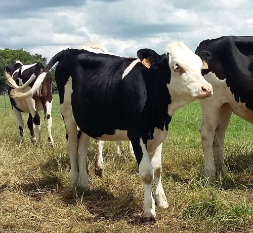 La Simmental, une race avec de nombreux atouts pour le croisement