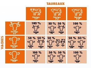 Agrandir l'image
