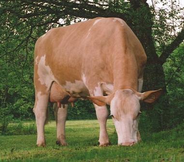 simmental_francaise