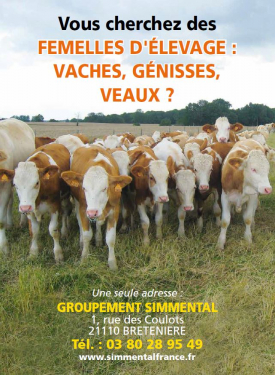 Groupement Simmental