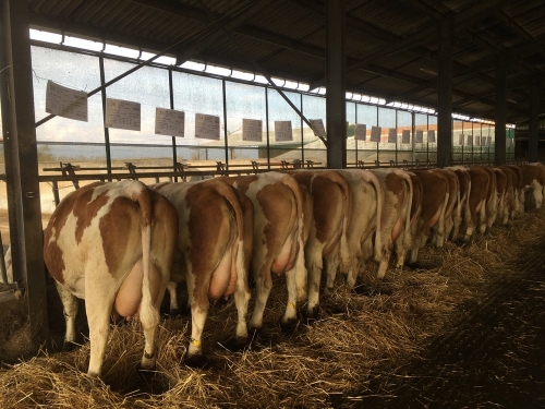 Bilan de la Vente Simmental au GAEC GRANGE (42)