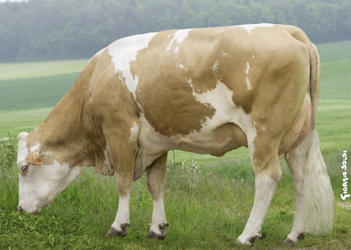 Un gain génétique de 77 kg de lait en 1 an