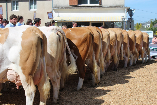 Annulation des Concours de Printemps