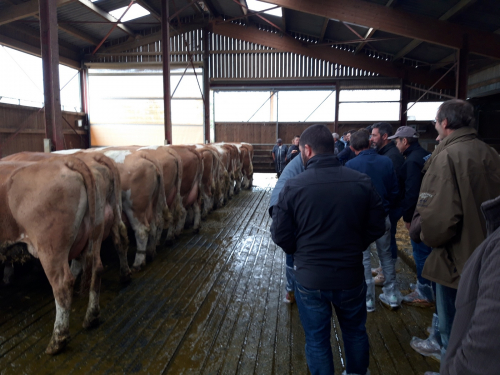 Un troupeau de 150 Simmental en AOC Comté