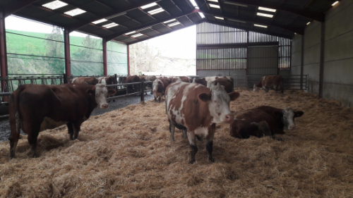 Un lycée agricole de plus en Simmental