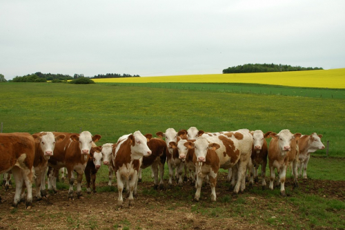 Les IA Simmental continuent à progresser !