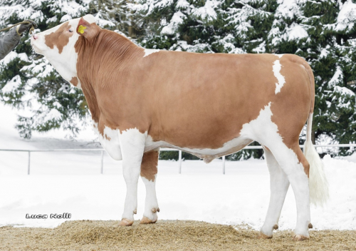 La Simmental : championne de la diversité génétique