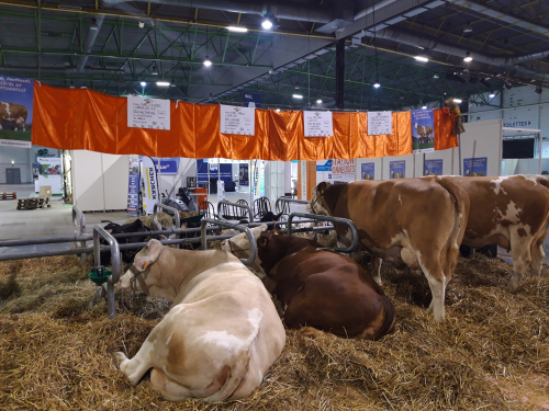 Présentation de la Simmental à AGRIMAX