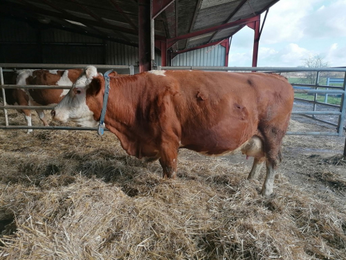 Troupeau à vendre dans le Jura !!