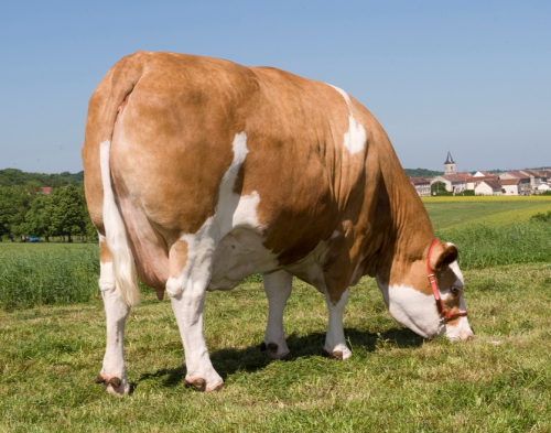La viande : un vrai atout pour notre race !