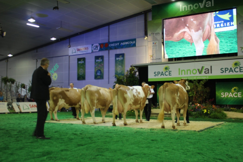 Un programme Simmental riche au SPACE 2022