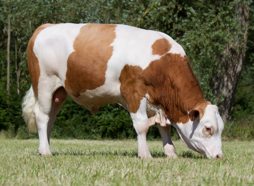 Le gène sans corne : un nouvel atout pour la Simmental !