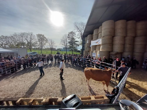 La Simmental s'installe dans le Doubs