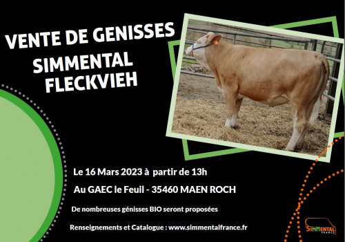 Vente de génisses Simmental dans l'Ouest !