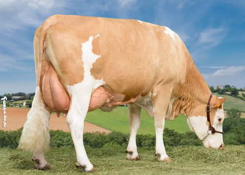 2 génisses élites à la vente de Vaches en Piste