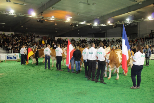 La Simmental à l'honneur au SPACE 2023