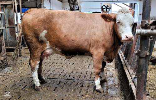 Huit vaches étrangères à la vente !