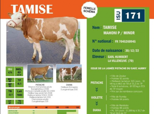 Vente aux enchères de vache de salon!