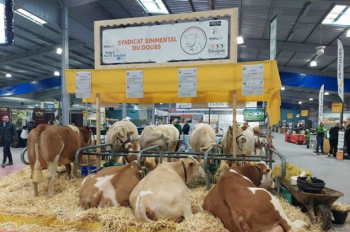 La Simmental s'affiche dans le Doubs !