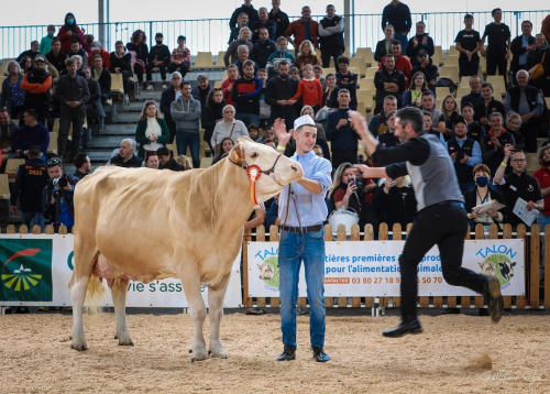 2025 sera Simmental !