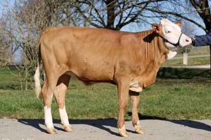 Transplantez vos meilleures souches !