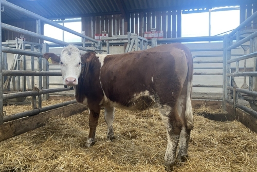 Une nouvelle vente d'embryons !