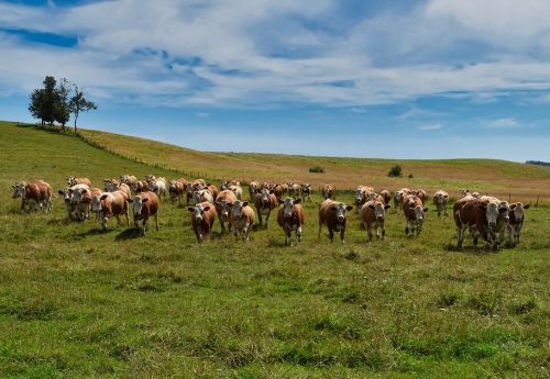La Simmental continue son développement !