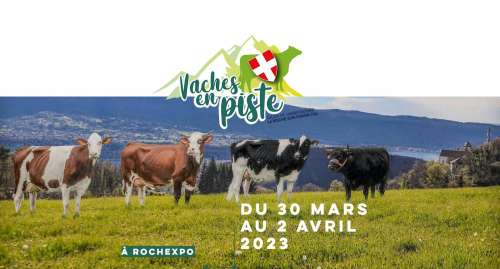 Vaches en piste